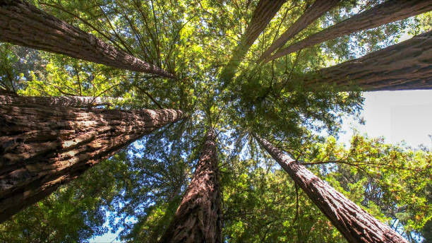 How Our Tree Care Process Works  in Big Bear City, CA